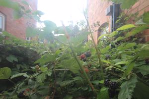 Garden- click for photo gallery